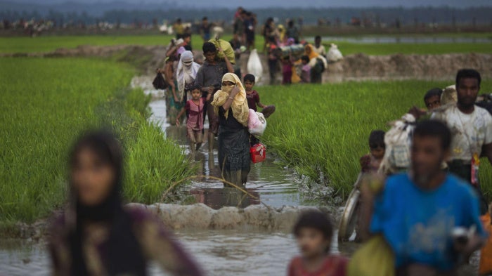 Rohingya walk through rice fields after fleeing across the border from Myanmar to Bangladesh near Teknaf, September 1, 2017.