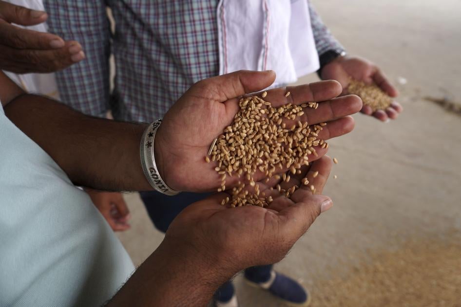 A man holds wheat in his hand